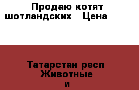 Продаю котят шотландских › Цена ­ 2 000 - Татарстан респ. Животные и растения » Кошки   . Татарстан респ.